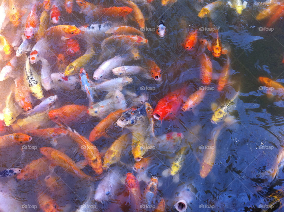 yellow red orange pond by megrae13