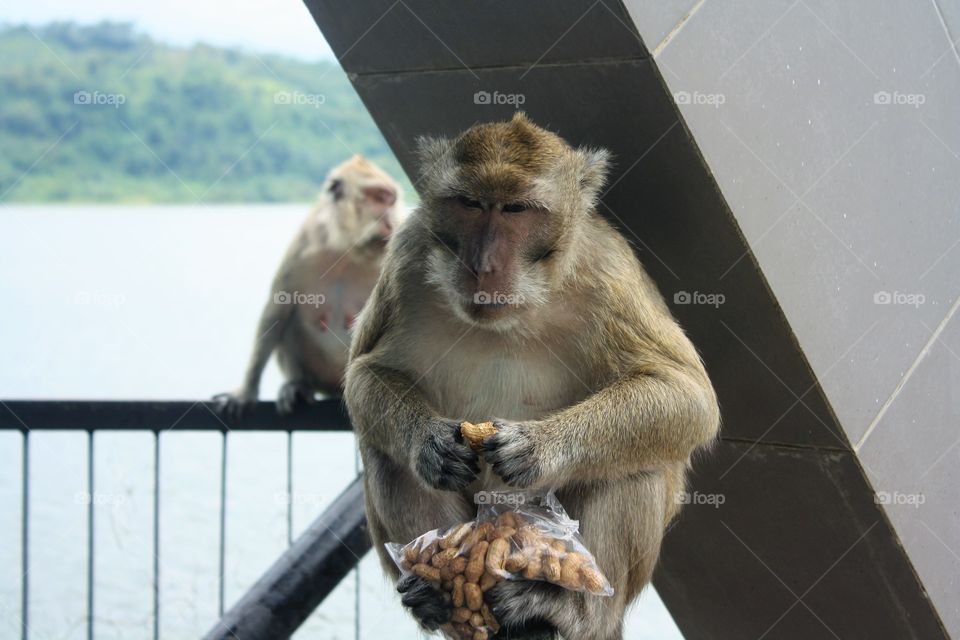 monyet makan kacang
