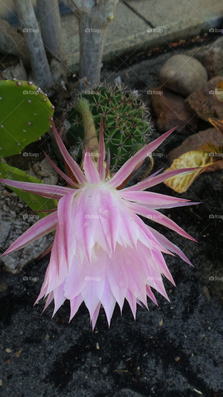 Cactus flower