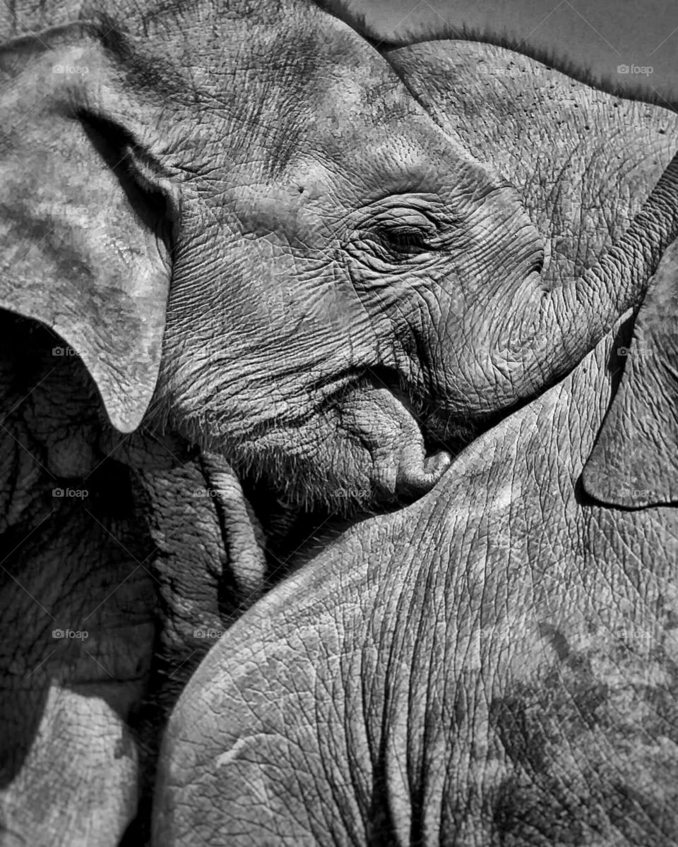Baby elephant at play with it’s mother. Photo taken at the Chitwan National Park in Nepal.