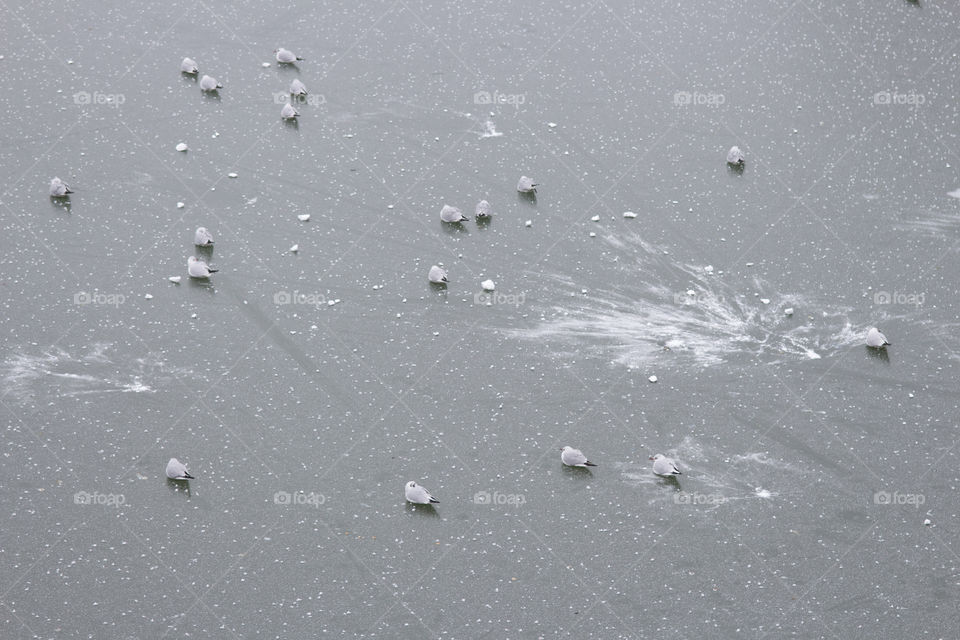 Seagulls sitting on frozen lake
