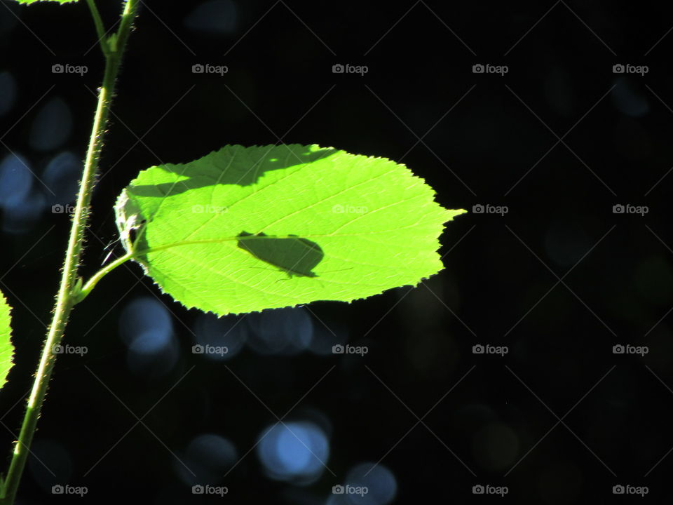 butterfly silhouette