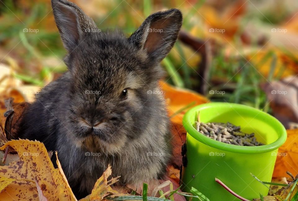 dwarf rabbit