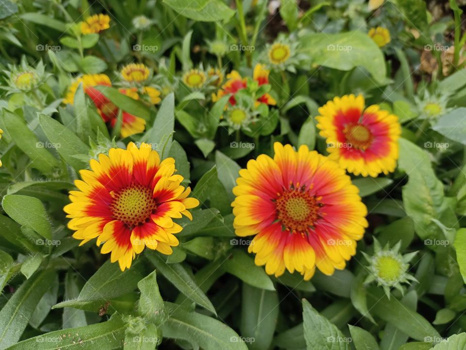 Gaillardia aristata