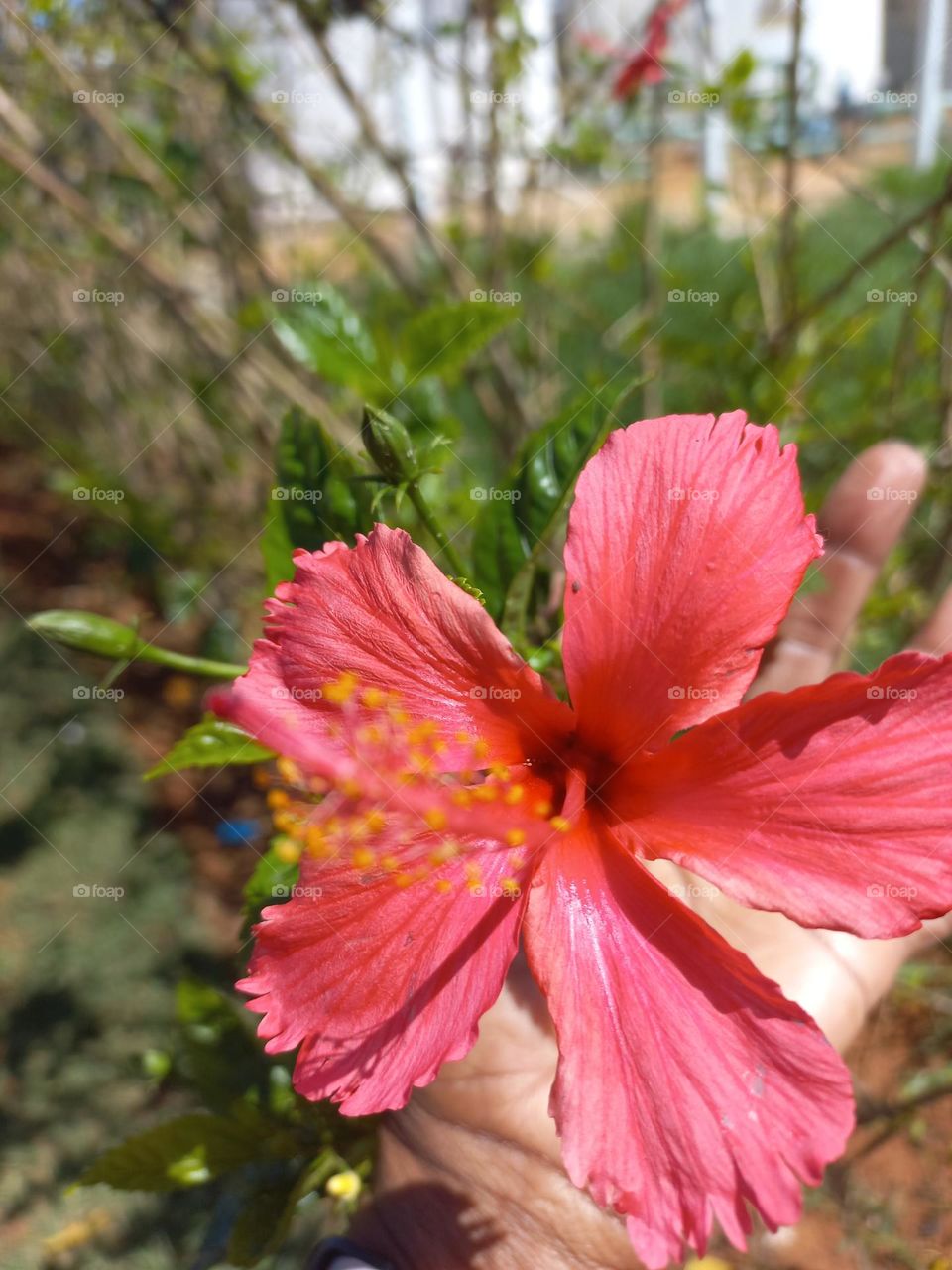 Flor de Hibiscus rosa-sinensis,  conhecida apenas como flor de hibisco é uma espécie  extremamente  ornamental de rápido crescimento,  que atualmente, pode ser encontrada em qualquer região  Tropical do mundo