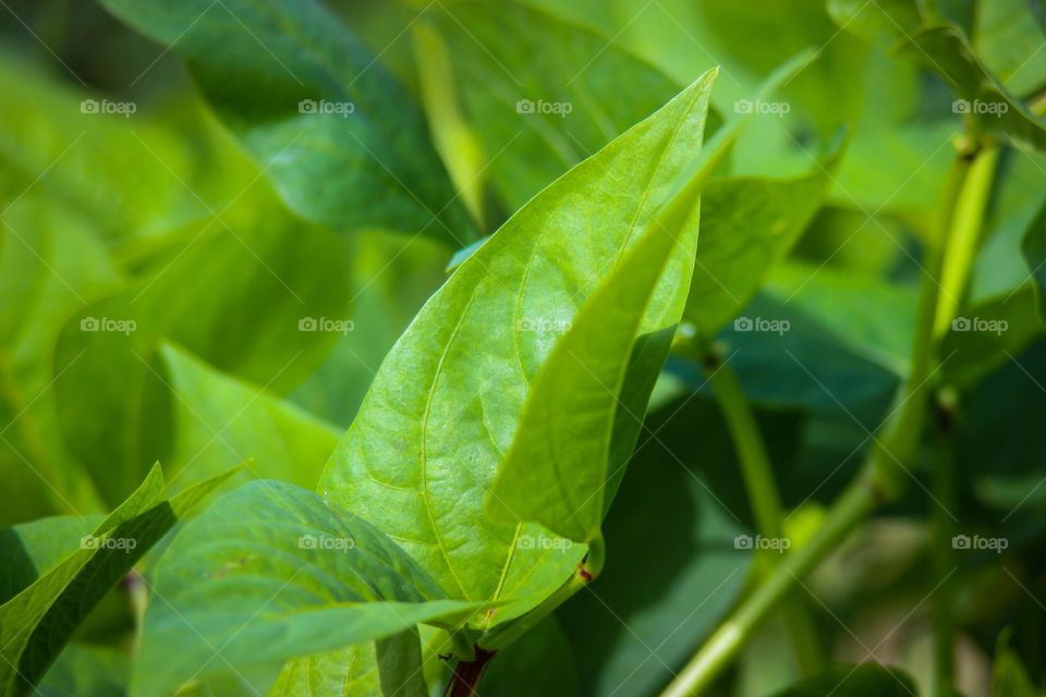 Just a beans leef but it speaks beautifully about nature