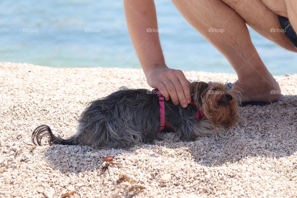 Cuddliing a dog at the beach