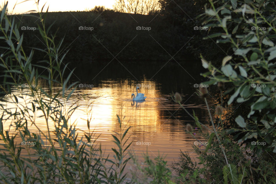 sunset lake reflection swans by sicksaint77