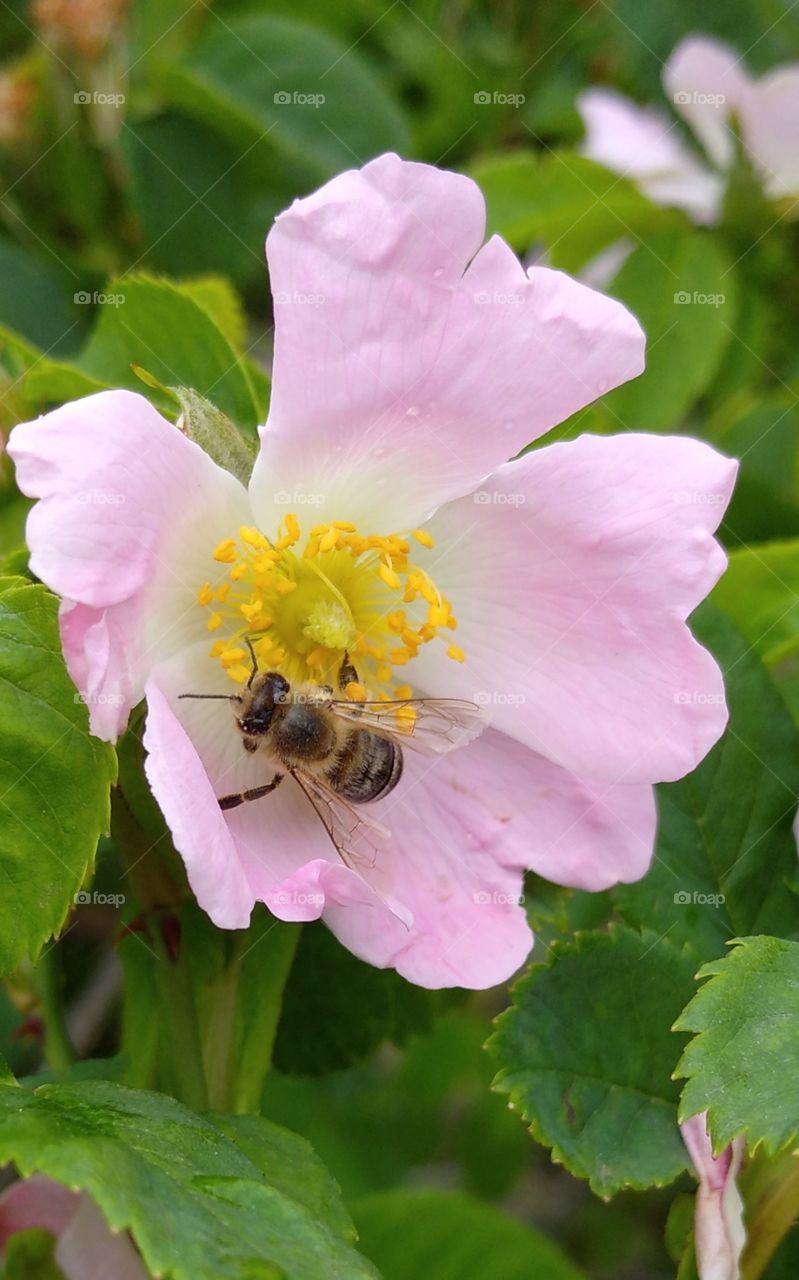 A bee on a blossom of rose hip