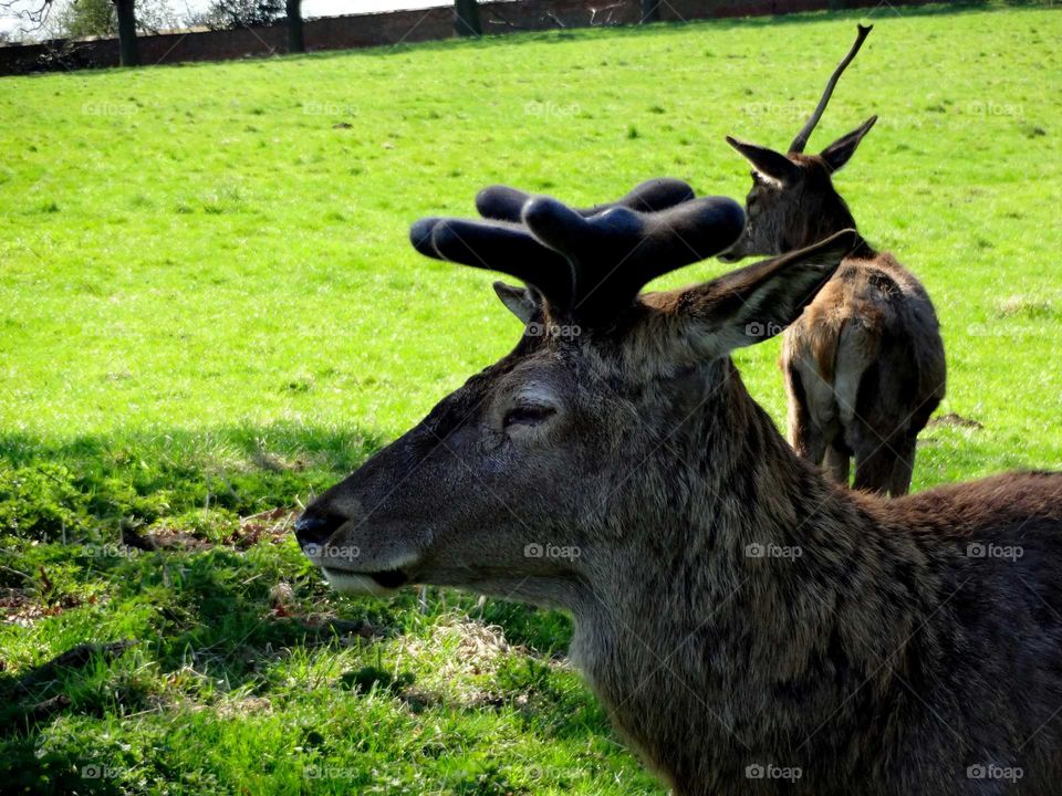 deer portrait