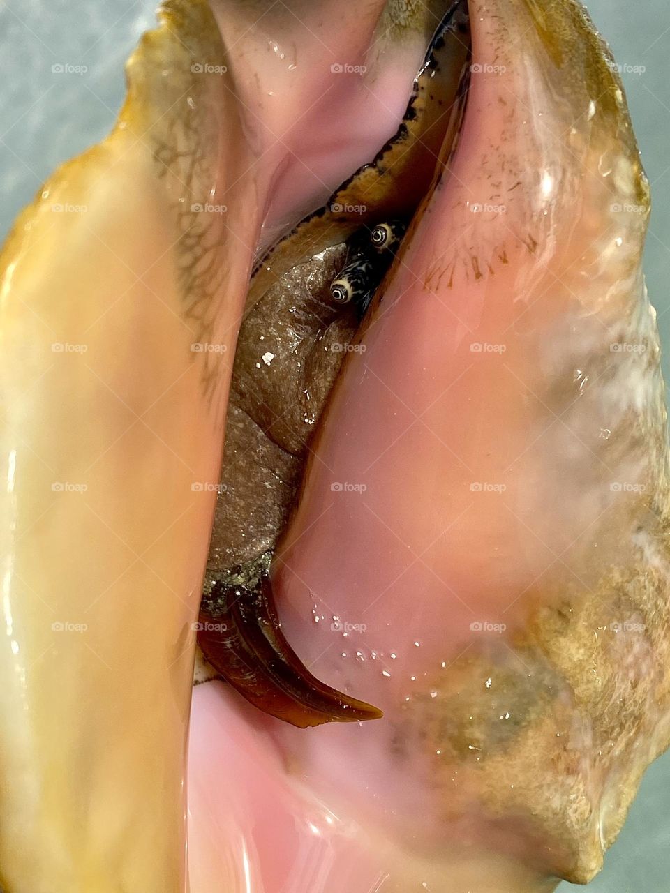 A giant conch found in the Bahamas