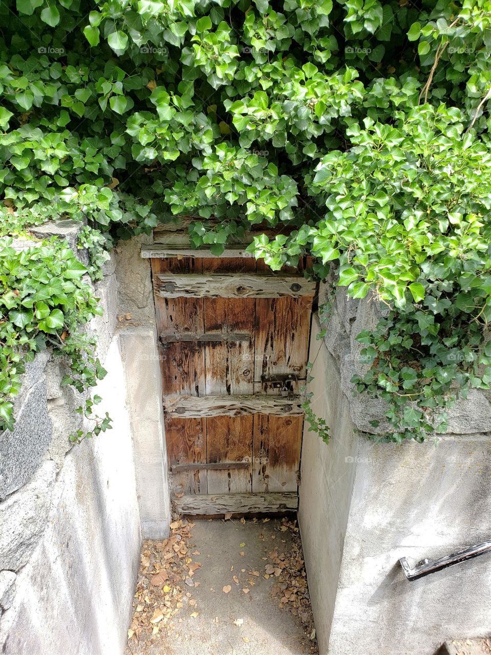 cellar door