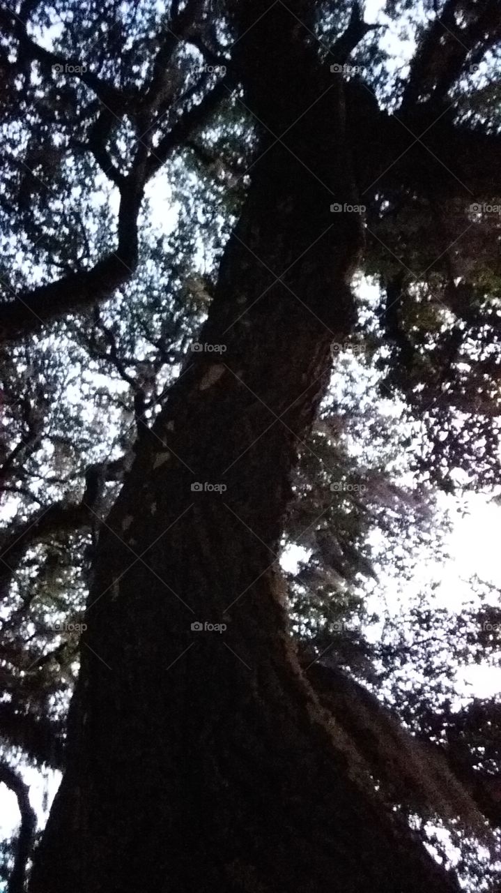 sunrise on the oak tree