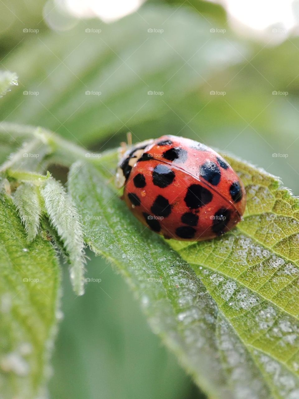 Ladybug on a leaf