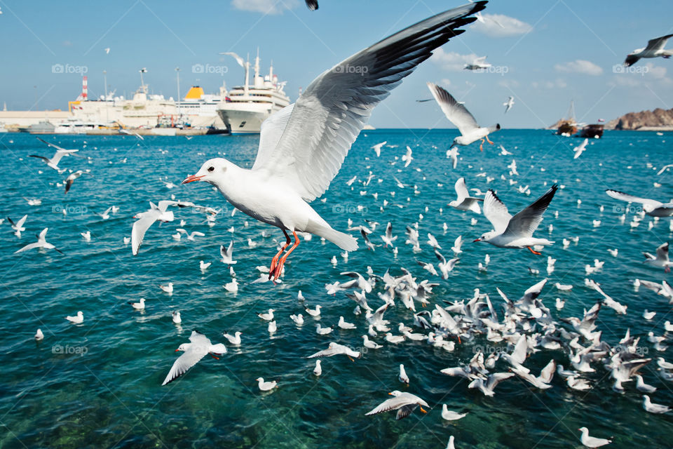 Seagulls