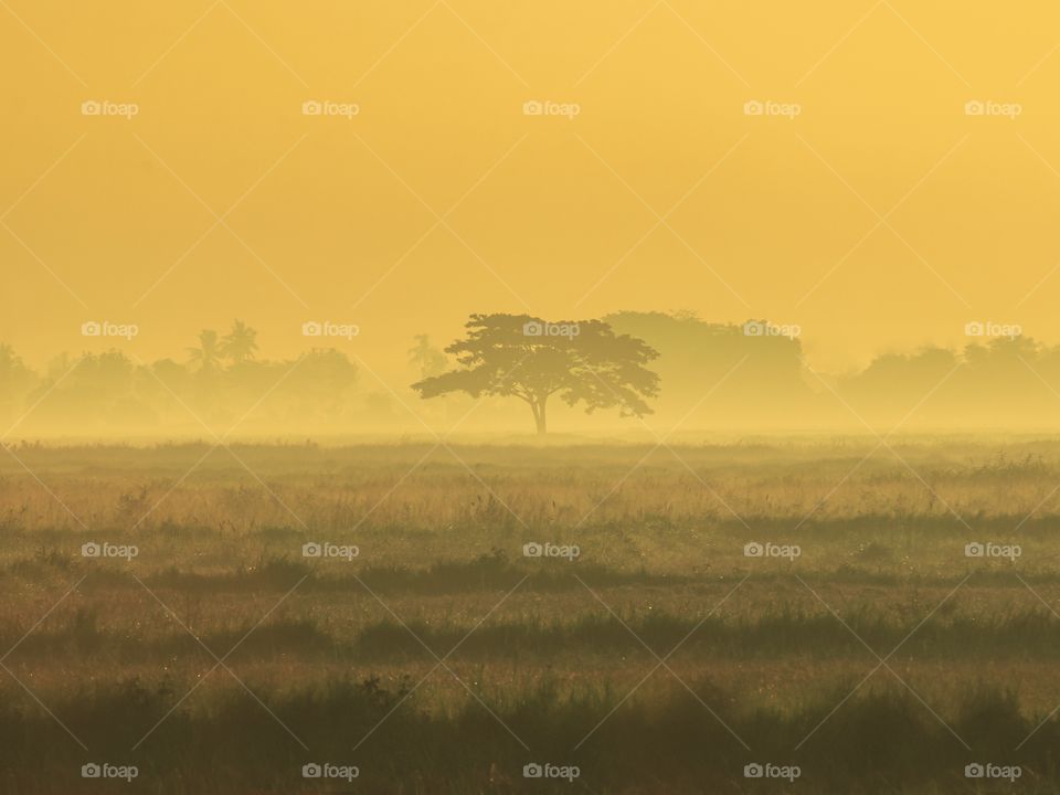 Alone Tree on a Field in an early Morning Dew. A Fortunate Moments when you experienced such Amazing events, Happening just right behind your Home..