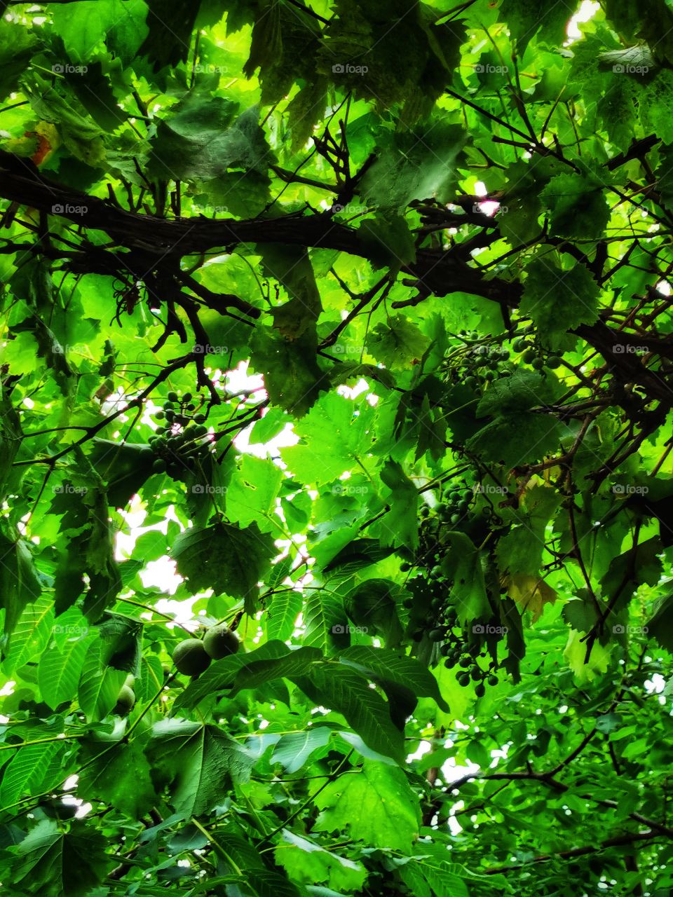 Fromboise berry hand happy view bio fresh yummy healthy Red raspberry nature eco vegan juicy fruits