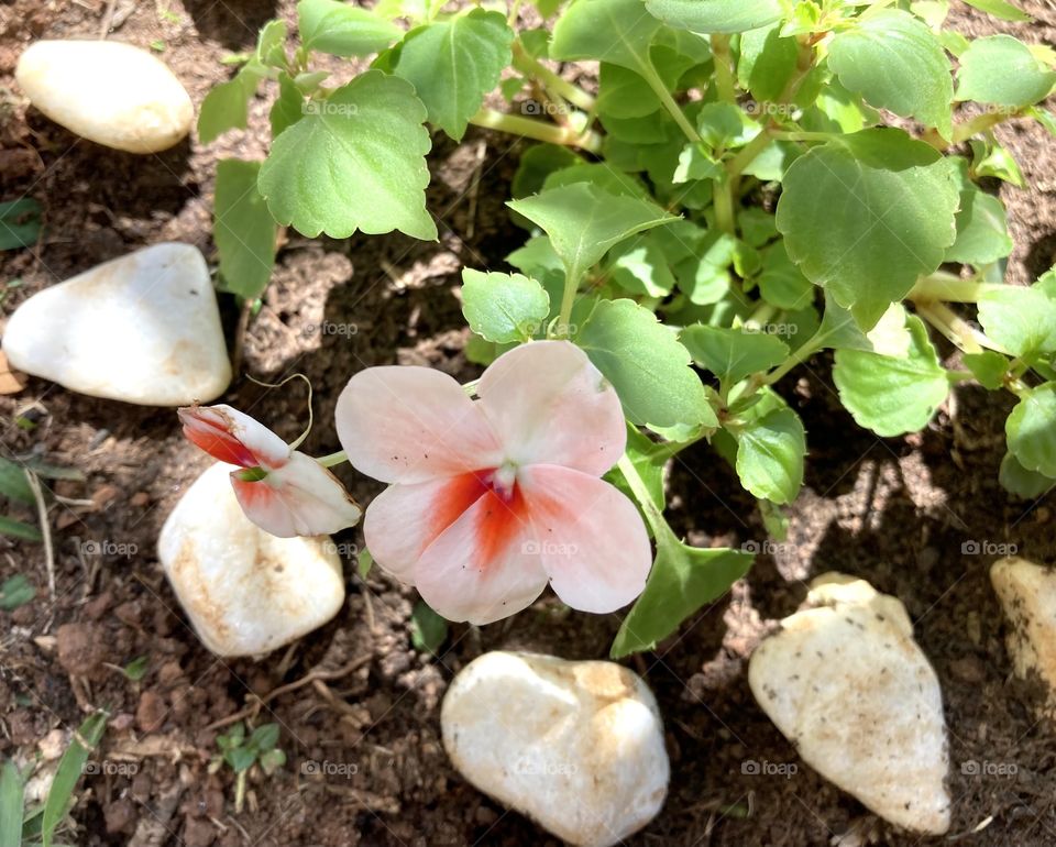 FLOWERS! - Beijinhos de cor salmão - a fim de embelezar a nossa labuta!
Viva a natureza e a sua beleza.