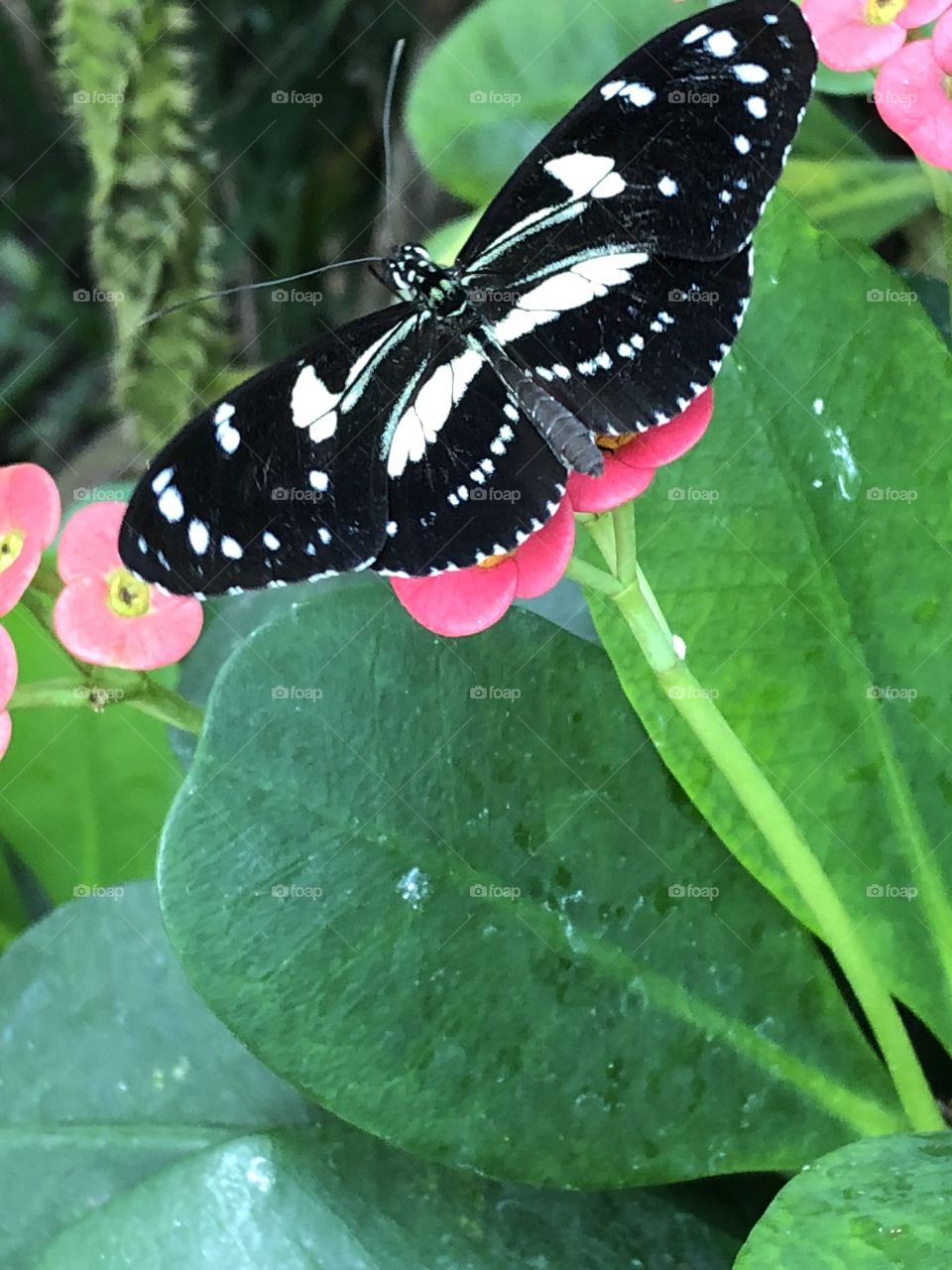 Wish I could remember the type of butterfly this was, but here they are just hanging out on a flower in the Key West Butterfly Conservatory!