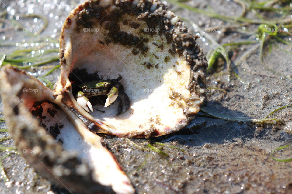 Little crab hiding in a shell