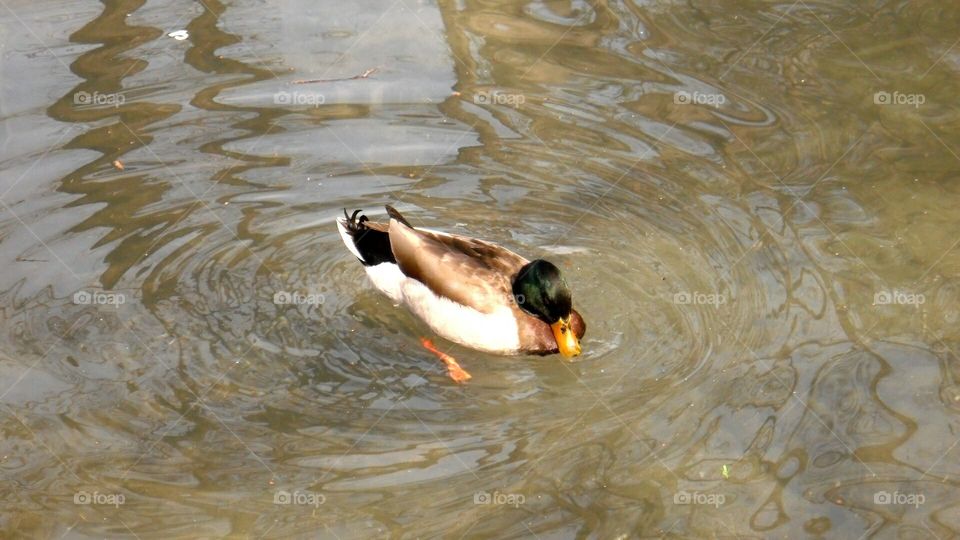 duck