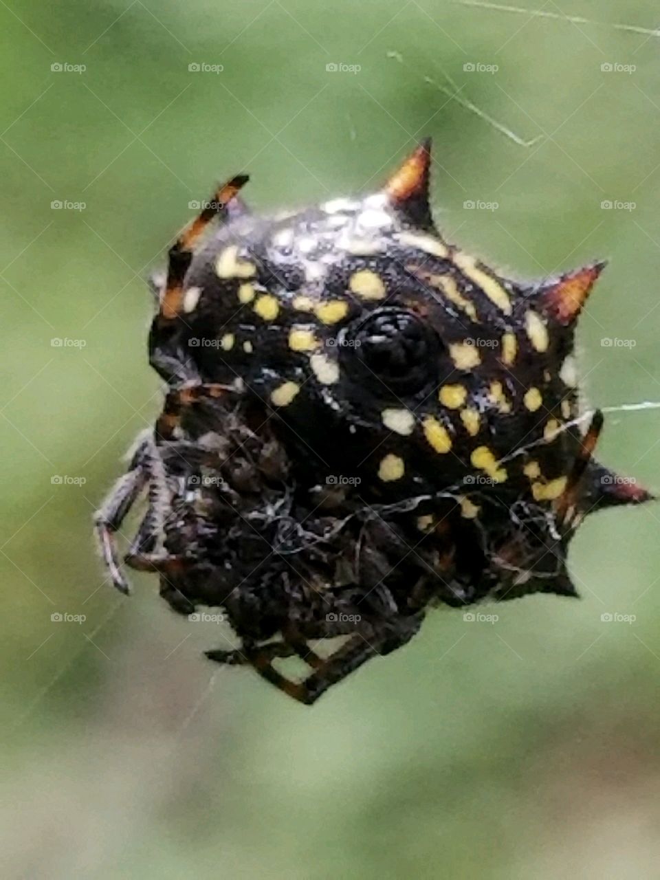 Spider close-up