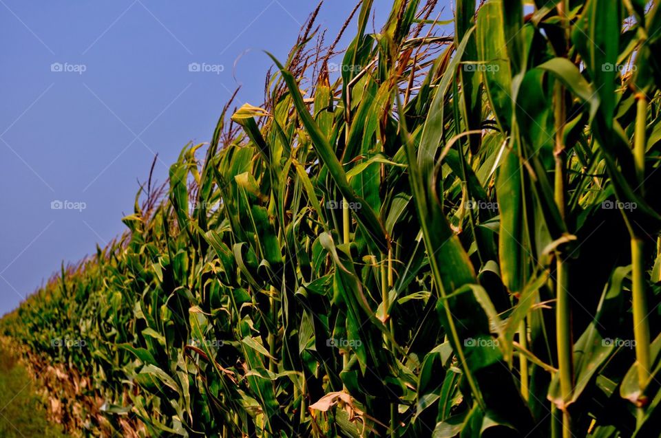 Corn