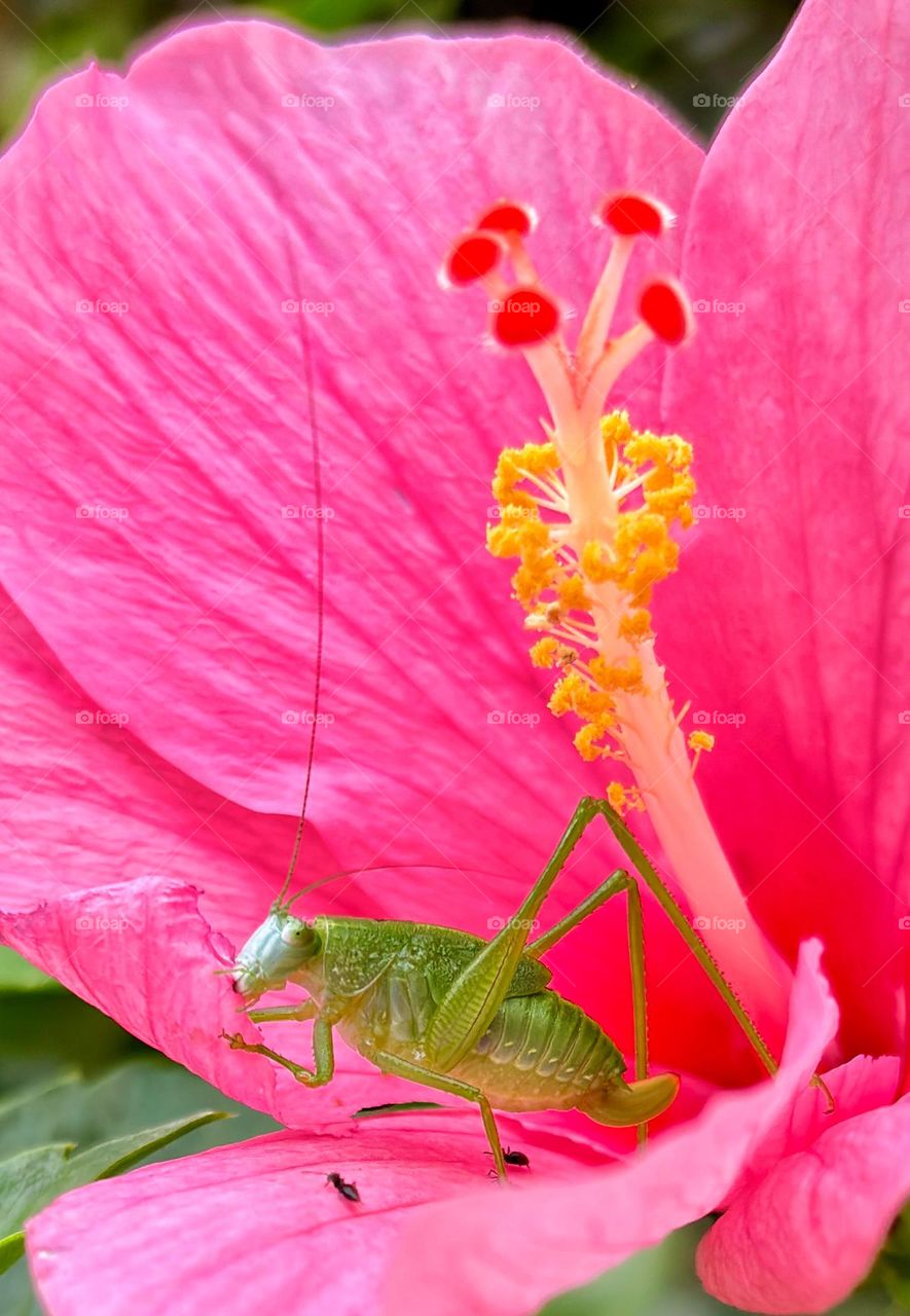 Grasshopper - I Already told you, Don’t Disturb me, Its My Lunch Time 