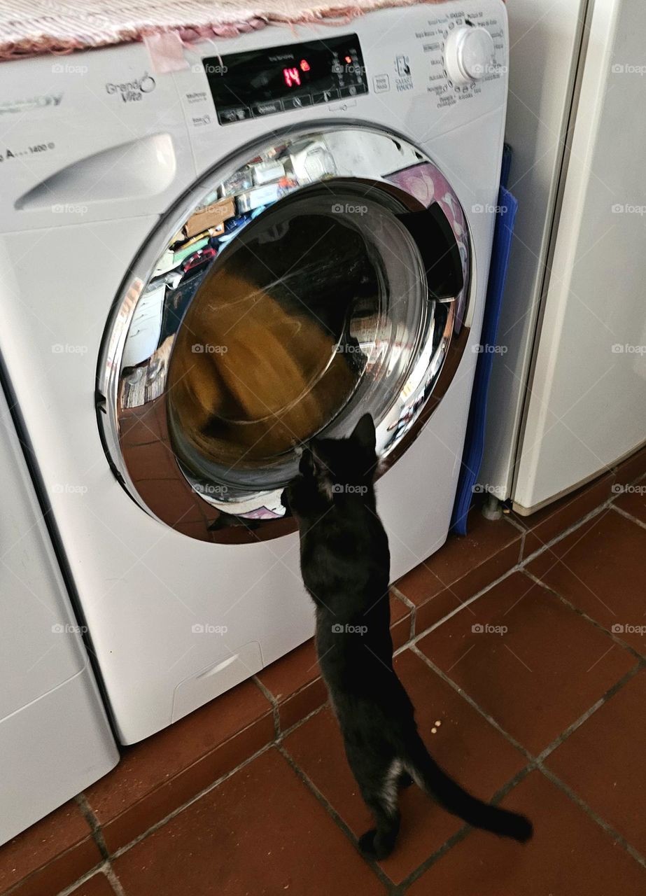 Adorable black kitten observing with attention the clothes in the washing machine. Kitten is standing with paws on the machine.