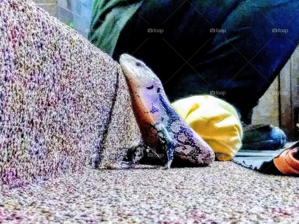 blue tongued skink climbing stairs