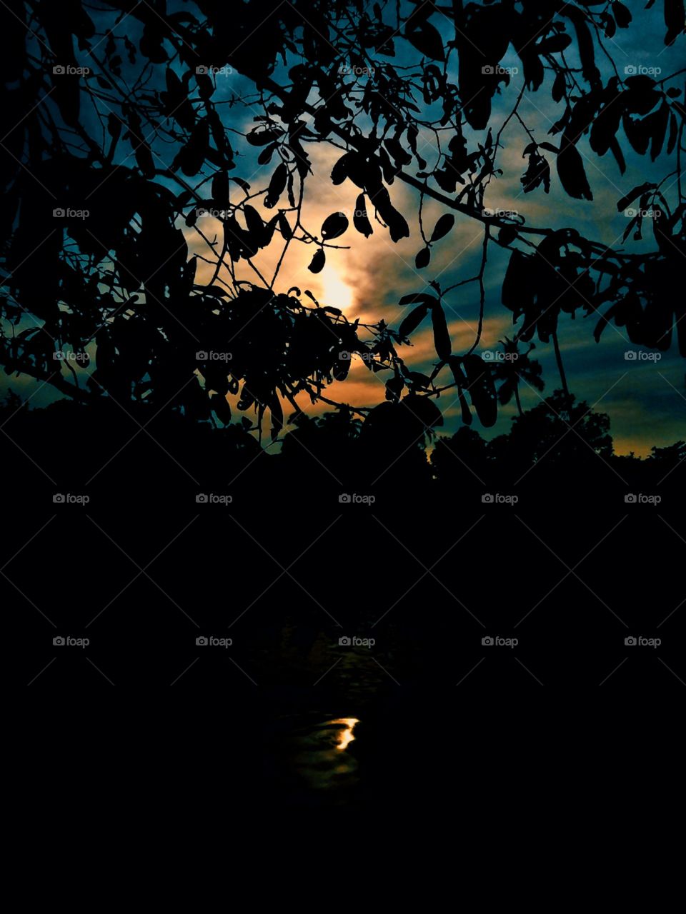 senset behind the tree