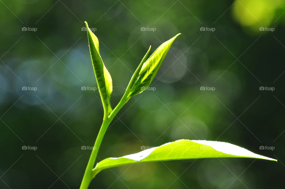 Green tea leaves in sri lanka