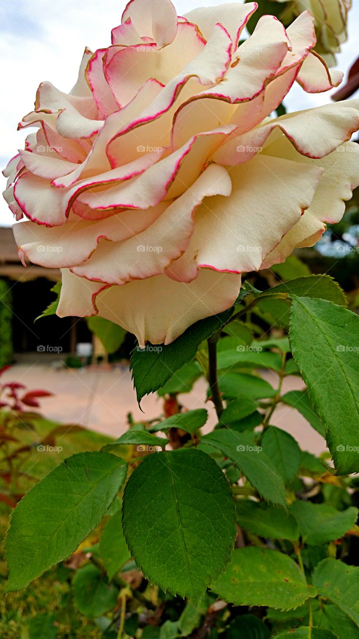 White Rose. white rose with red tinged petals