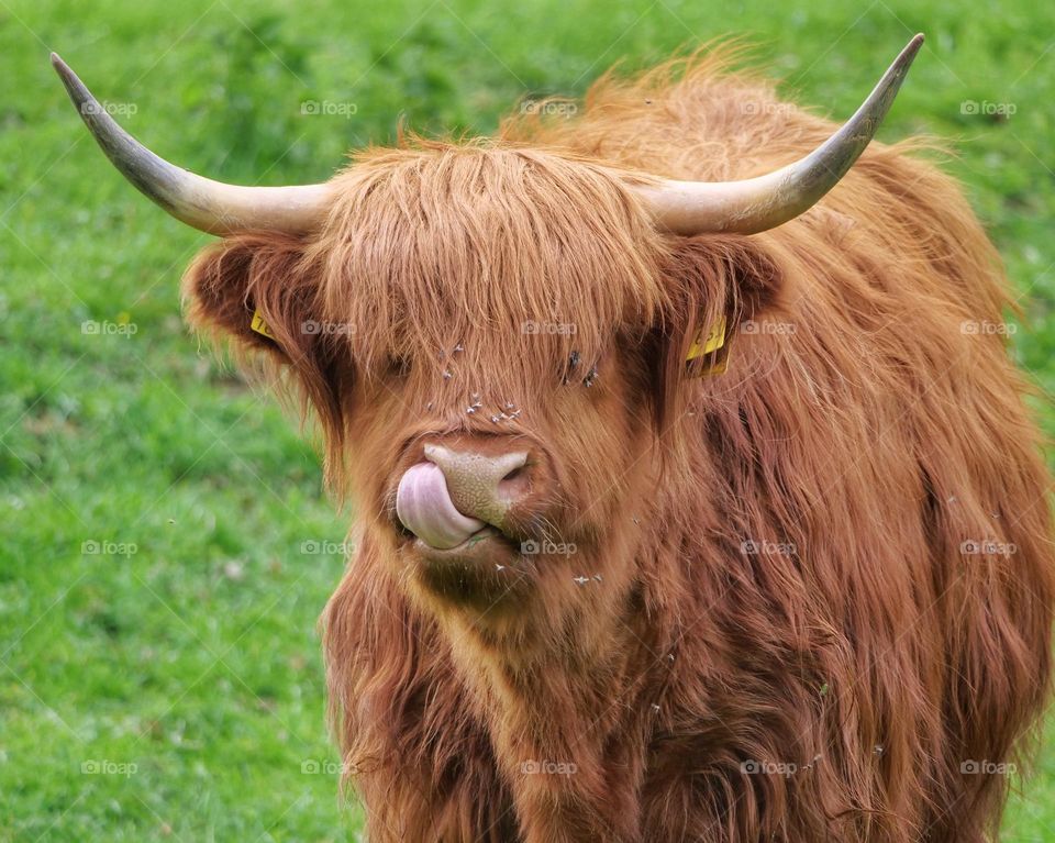 Highland cattle