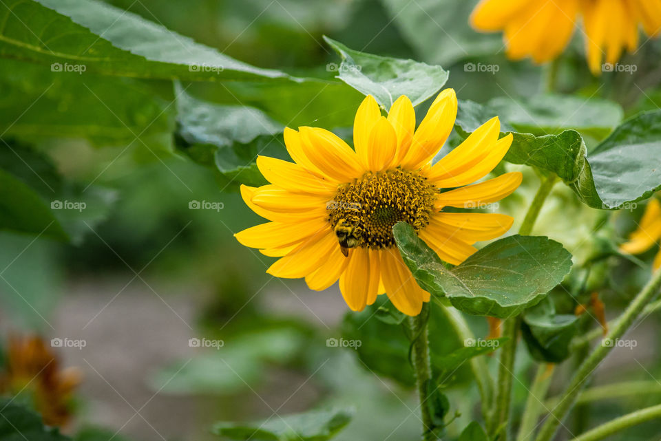 sunflowers bees and bumblebees