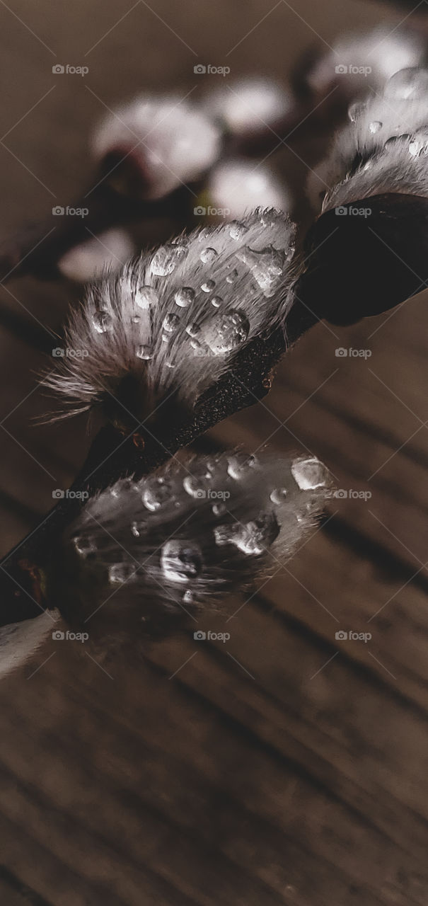 Morning dew drops upon a branch of  Pussywillows shimmer like jewels.