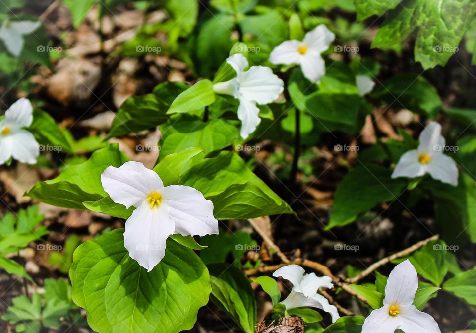 Field of Trillium