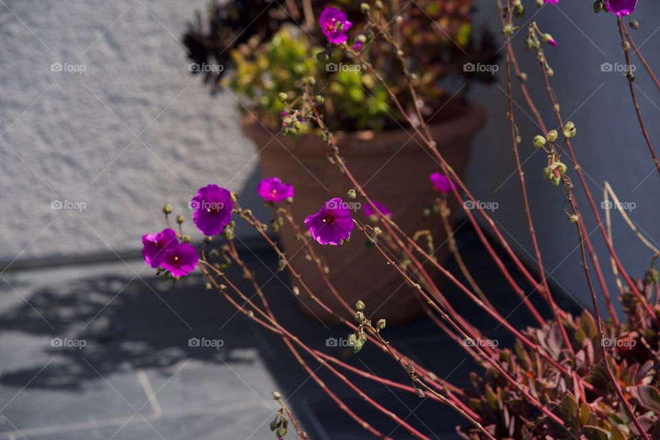 Flash of pink in front yard