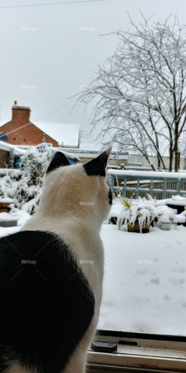 cat looking out at snow outside from open door