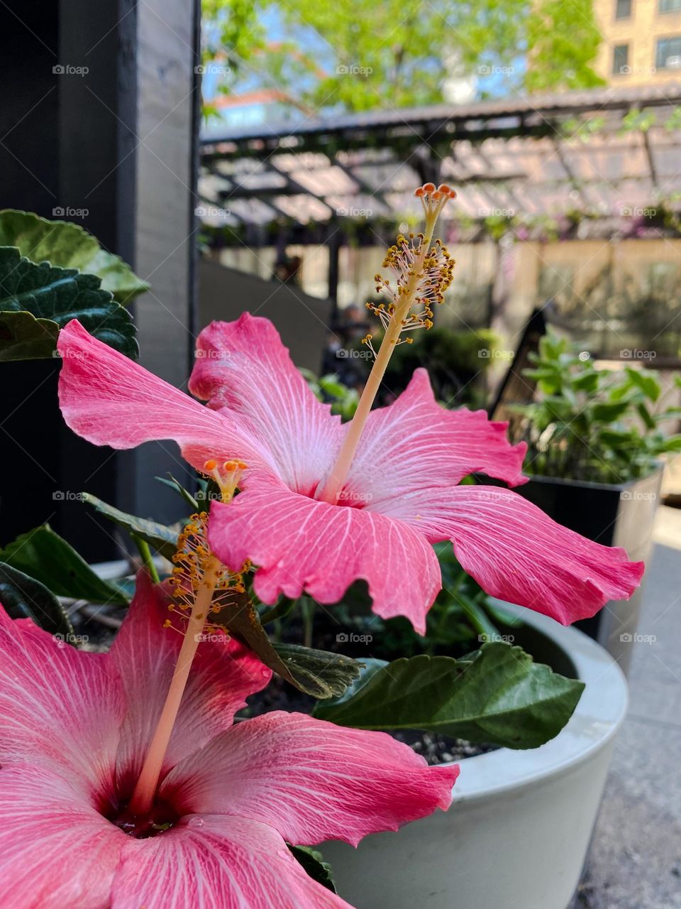 Beautiful flower of Chinese Hibiscus 