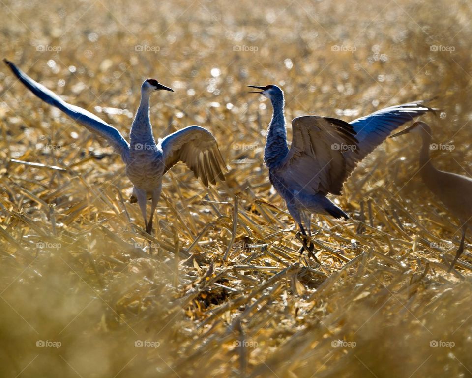 Sand Hill cranes