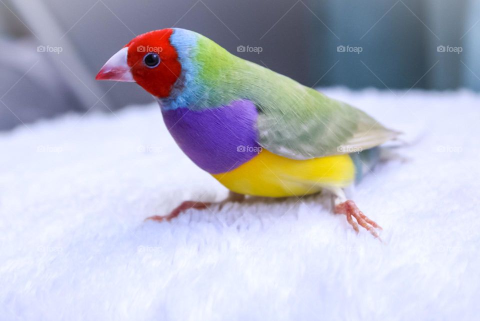 Gouldian finch male