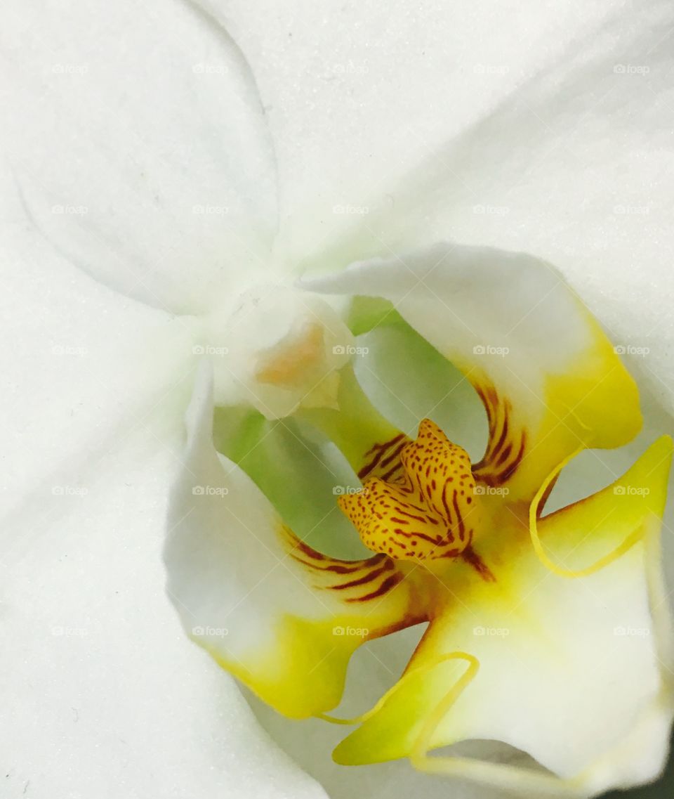 Close up of an orchid that looks like a dove with yellow detail