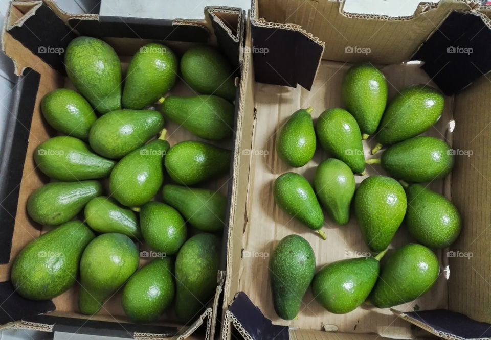 bio avocados fresh from the tree