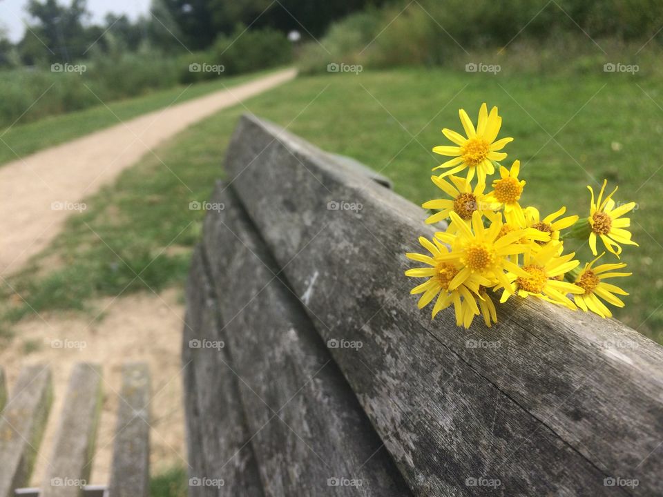 Flowers on park bench