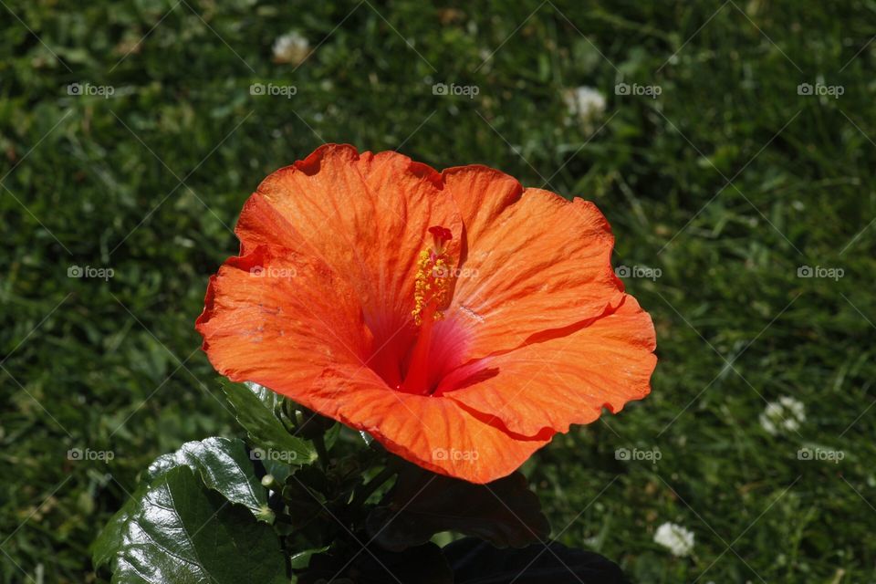 Hibiscus