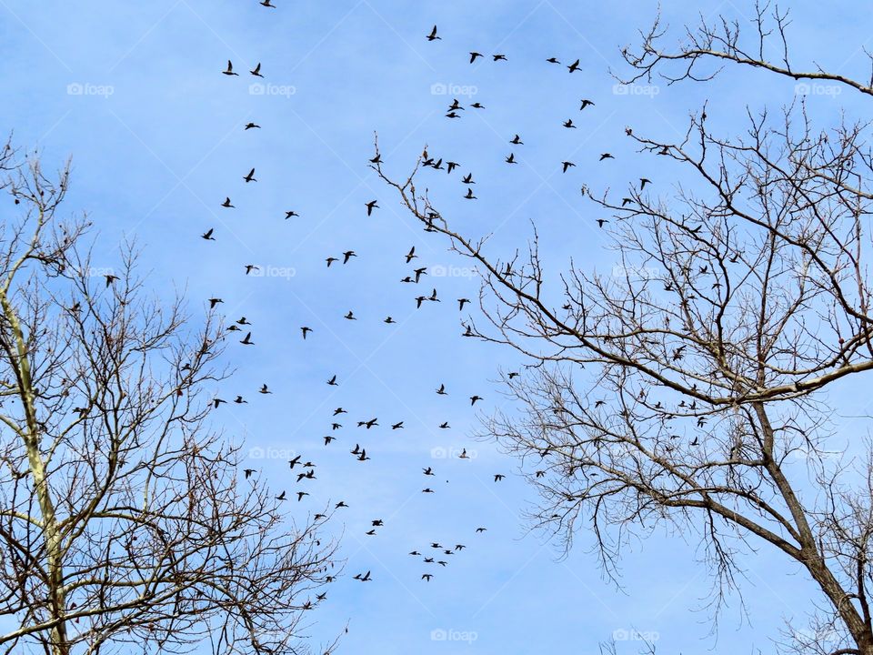 Birds overhead 😍 Stunning blue sky.