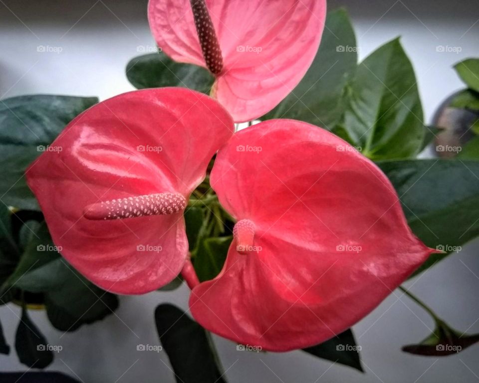 beautiful texture red flowers top view background