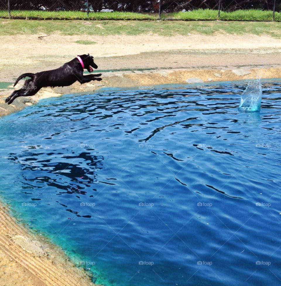 field black dog water by KassidyNeverFear