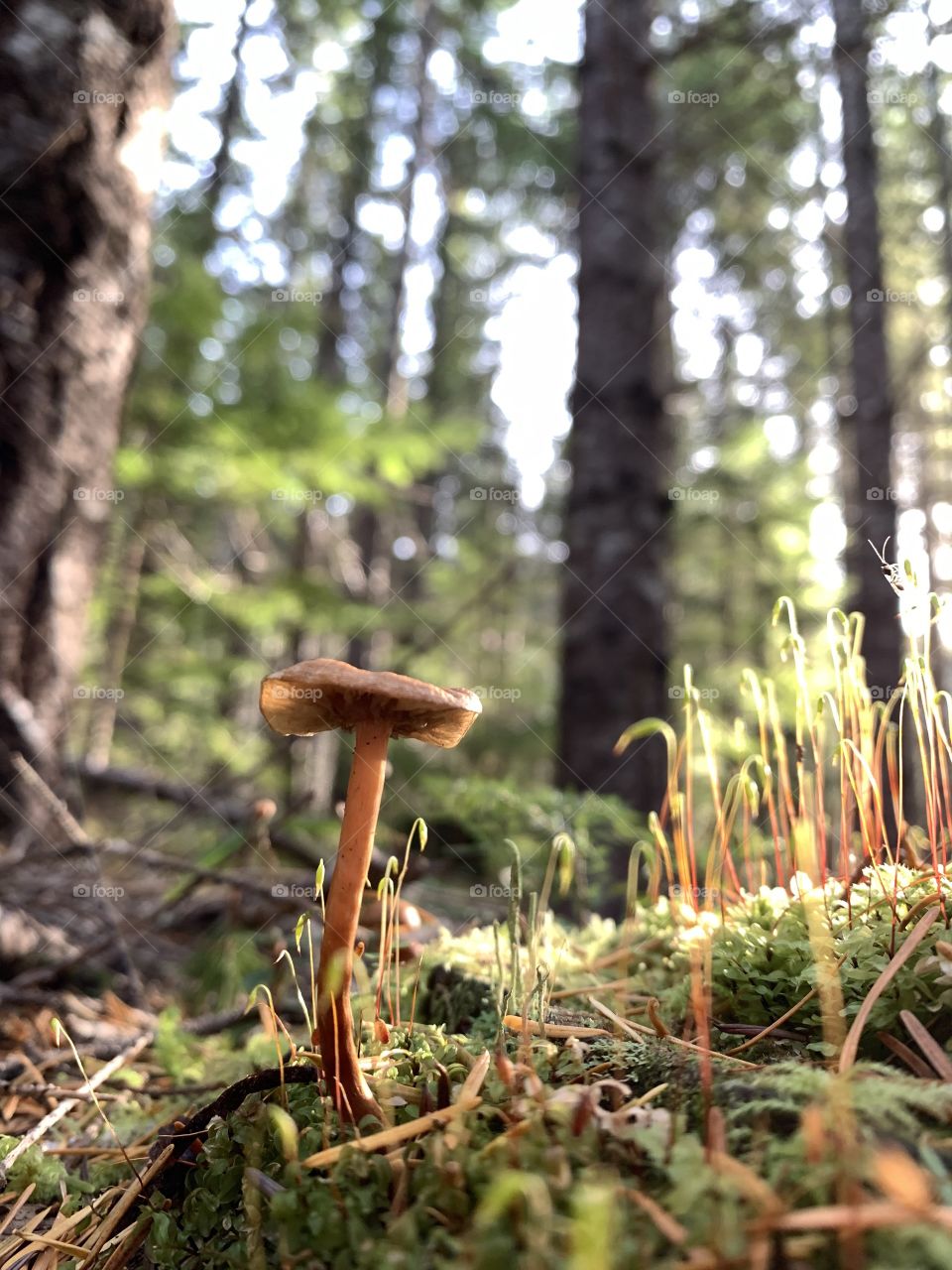 Mushroom & moss detail